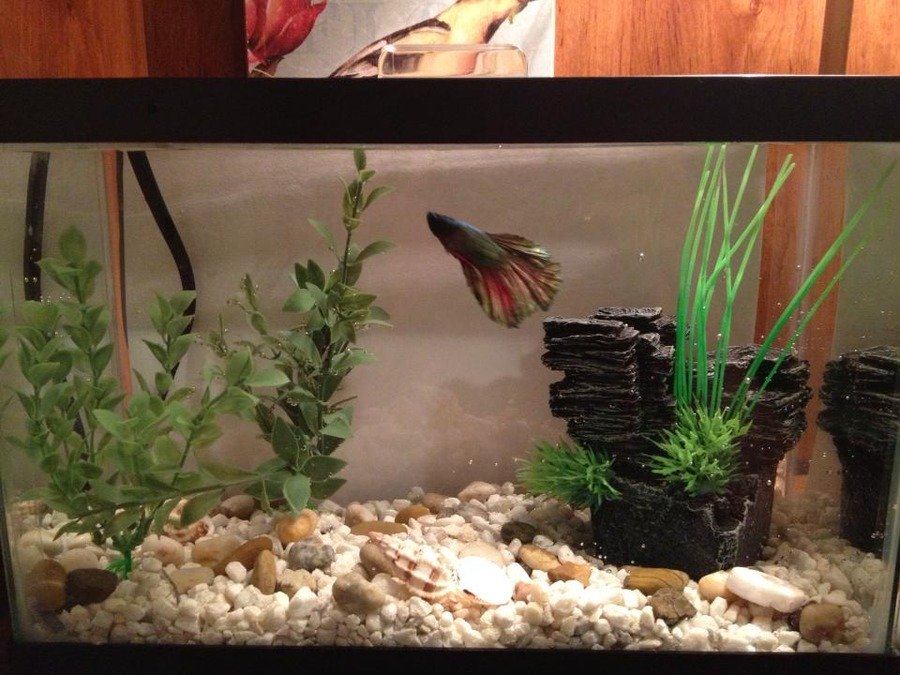 Water Changes In A Small Betta Tank With No Filter My
