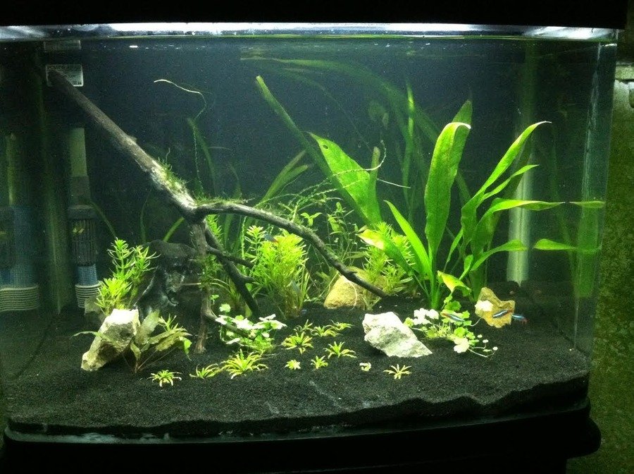 Looking For A Centerpiece Fish 25 Gallon Tank My