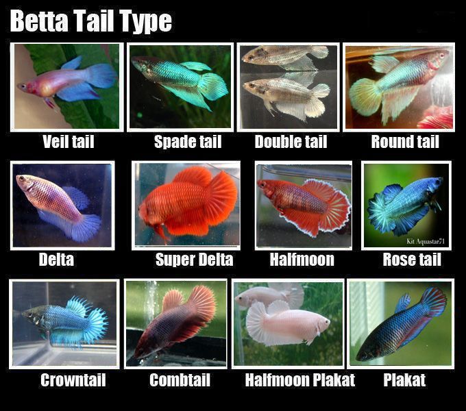 rare betta fish