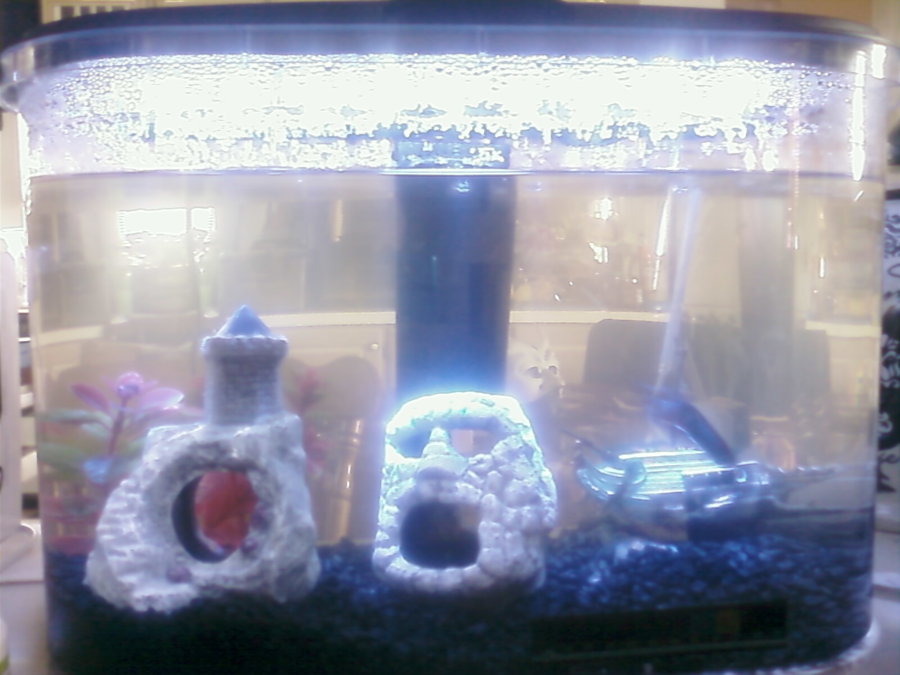 My Fish Aquarium Smells Bad! Help Please! My Aquarium Club