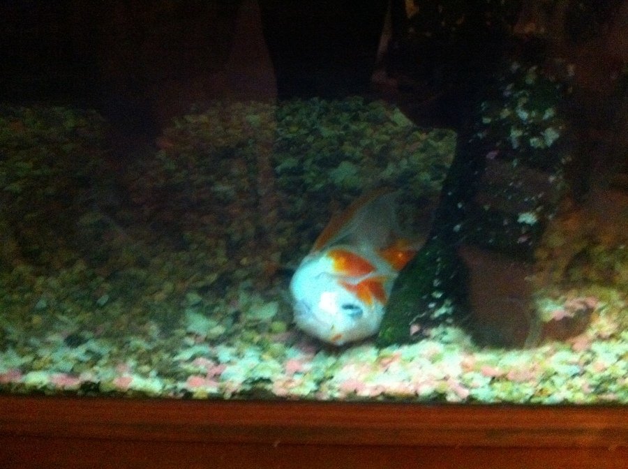 Do goldfish sleep?