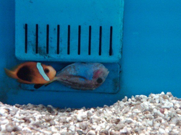 Petco. Where the healthy pets go? | My Aquarium Club